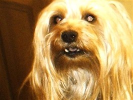 Nipper Linton