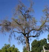 Oak Hill Memorial Park