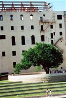 Oklahoma City Bombing Memorial 'Survivor Tree' Oklahoma City Bombing Memorial 'Survivor Tree'