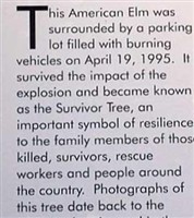 Oklahoma City Bombing Memorial 'Survivor Tree' Oklahoma City Bombing Memorial 'Survivor Tree'