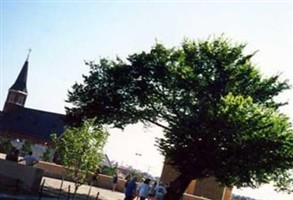 Oklahoma City Bombing Memorial 'Survivor Tree' Oklahoma City Bombing Memorial 'Survivor Tree'