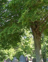 The Old Burial Ground