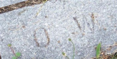 Orrillia Shurtleff Wilcox Orrillia Shurtleff Wilcox