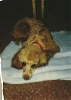 Our Dog Lucy Red Selley Our Dog Lucy Red Selley