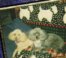 Our Dog Lucy Red Selley
