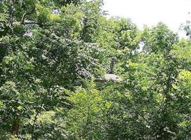 Prospect Hill Plantation Cemetery