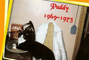 Puddy kitty-cat "Twinkletoes" Redmond Puddy kitty-cat "Twinkletoes" Redmond