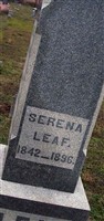 Serena Leaf