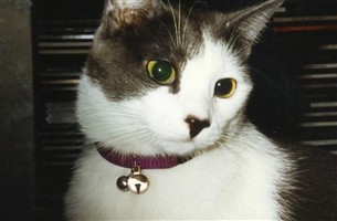 Tara Garrote Kemmitzer