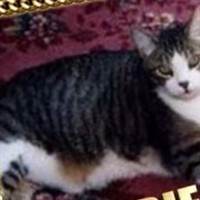 Tobie Cat