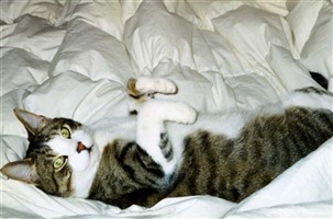 Tobie Cat