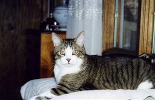 Tobie Cat