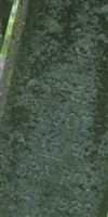 Warren S Root