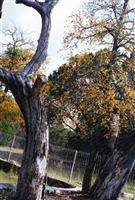 Whitehead Cemetery