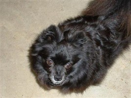 Zippy Xena Diane Apodaca
