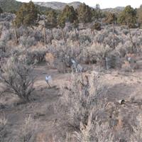 Anderson Shoshone Indian Cemetery on Sysoon