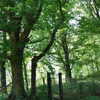 Bevins Cemetery on Sysoon