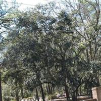 Bluffton Cemetery on Sysoon