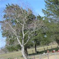 Bozeman Cemetery on Sysoon