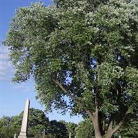 Buckland Cemetery on Sysoon