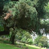 Buie Cemetery on Sysoon