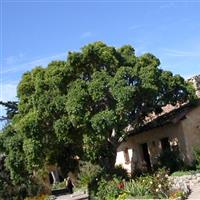 The Carmel Mission on Sysoon