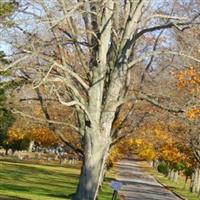 Cedar Hill Cemetery on Sysoon