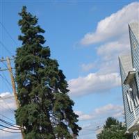 Cedar Hill Cemetery on Sysoon