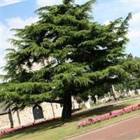 Charlton Cemetery on Sysoon