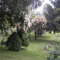 Cuyler Cemetery on Sysoon