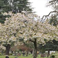 Dallas Cemetery on Sysoon