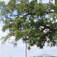 Elm Grove Cemetery on Sysoon