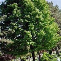 Falls Cemetery on Sysoon