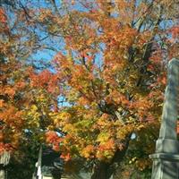 Fayetteville Cemetery on Sysoon