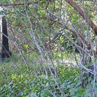 Hall Cemetery on Sysoon