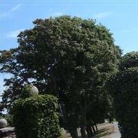 Jordan Cemetery on Sysoon