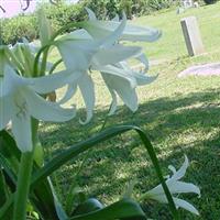 Lincoln Cemetery on Sysoon