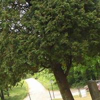 McCune Cemetery on Sysoon