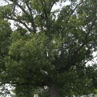 Mount Moriah Cemetery on Sysoon