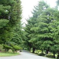 Mount Olivet Cemetery on Sysoon