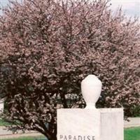 Paradise Cemetery on Sysoon