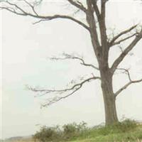 Penrod Cemetery Penrod Cemetery on Sysoon