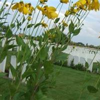 Rue-Petillon Military Cemetery, Fleurbaix on Sysoon