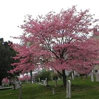 Saint James' Episcopal Church Cemetery on Sysoon