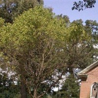 Sapling Ridge United Methodist Church Cemetery on Sysoon