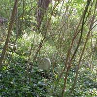 Slocum Family Burying Ground on Sysoon