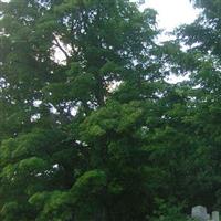 Streaked Mountain Cemetery on Sysoon