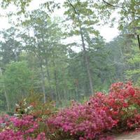 Yellowpine Cemetery on Sysoon