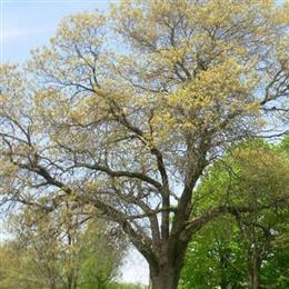 Dover Cemetery