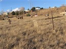 San Jose Cemetery